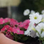 Готель Florescente 3*