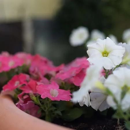 Готель Florescente 3*