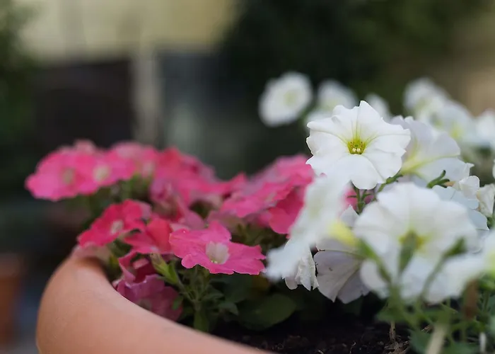 Ξενοδοχείο Florescente 3*